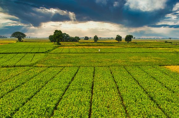 agri agri